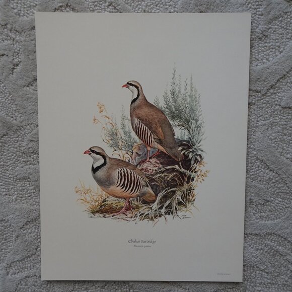 Field & Stream's Portfolio of Game Birds Painted by Ned Smith Limited Edition - Picture 4 of 16
